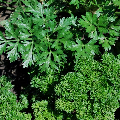 summer-herb-planters-friends-of-lasdon-park-arboretum