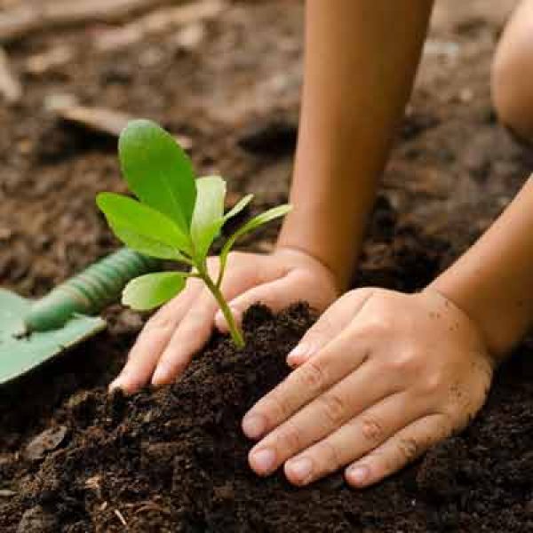 Native Tree Planting