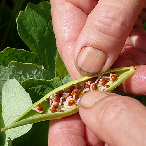 seed-sowing